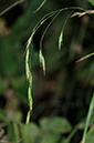 Hairy-brome_Lesser_LP0381_53_Haxted